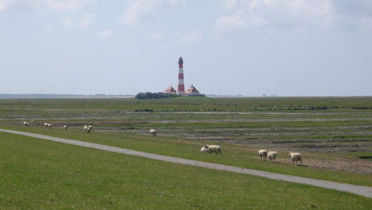 Schafweiden vor dem Leuchtturm Westerheversand