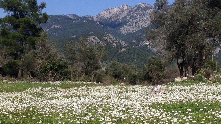 Blumenwiese vor Gebirge auf dem Lykischen Wanderweg in der Türkei