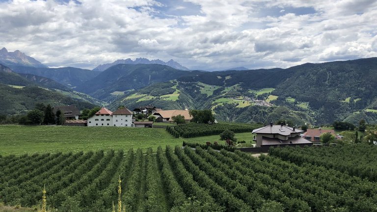  Weinanbau oberhalb von Bozen