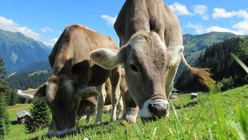 Braune Kühe auf der Weide in Osttirol