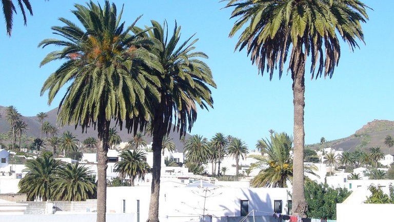 Das Tal der Palmen in Haria auf Lanzarote