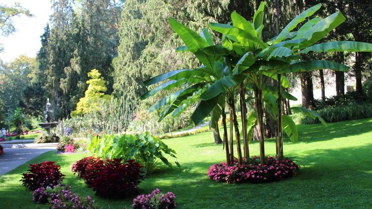 Bananenstauden auf der Insel Mainau im Bodensee