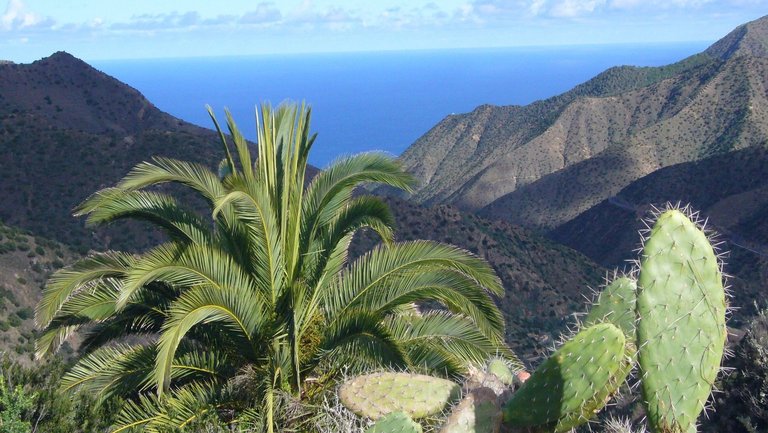 Palmen und Kakteen säumen den Wanderweg auf Gomera