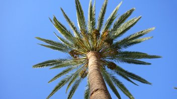 Spanische Palme auf Gomera
