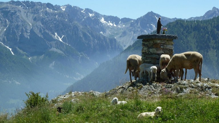 Schafe an einem Aussichtspunkt im Valle Maira, Piemont.