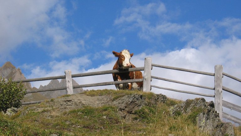 Kuh sieht über ein Gatter in Südtirol