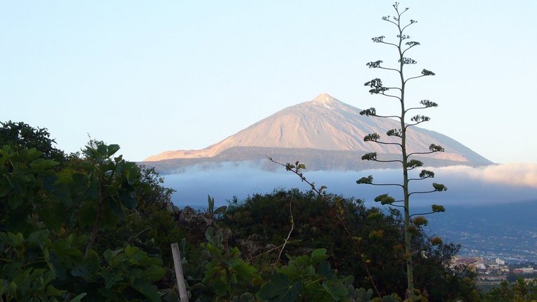 Teneriffa: Bio-Oase im Süden