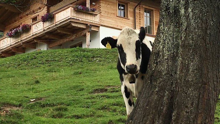 Kuh sieht hinter Baum hervor in Tirol